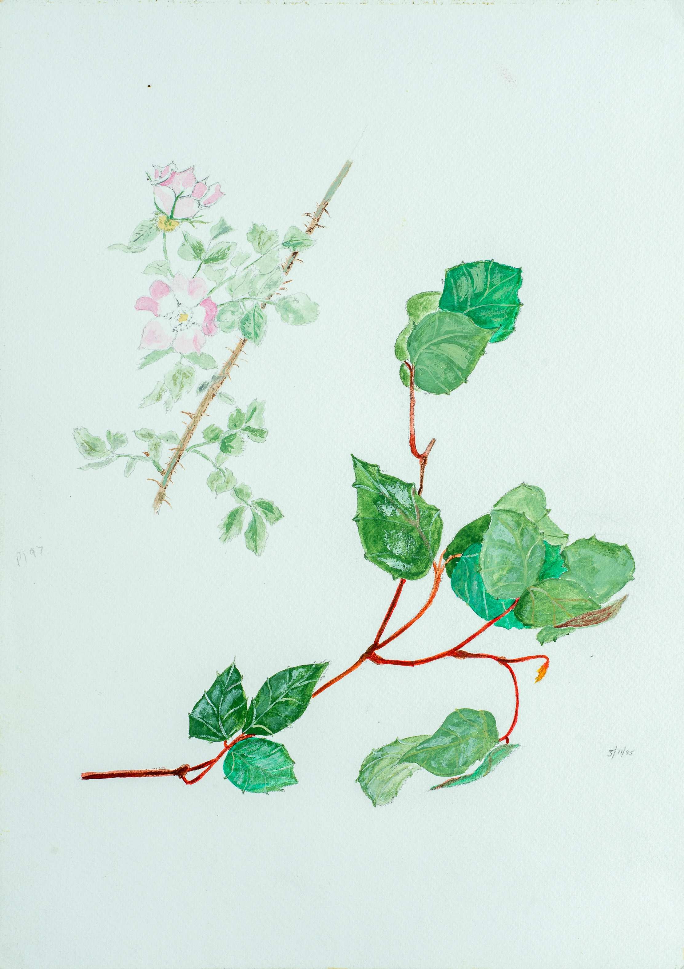 Wild rose and creeper — painting by Chris Brock